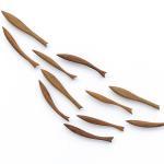 Fisch Dekoration, Eucalyptus marginata